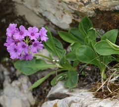 Primula latifolia