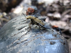 Ontholestes tessellatus