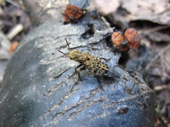 Ontholestes tessellatus