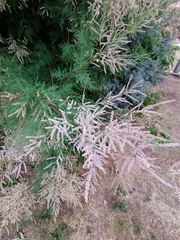 Tamarix ramosissima