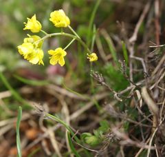 Draba aizoides