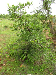 Forestiera angustifolia