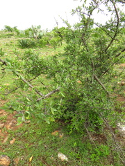 Forestiera angustifolia