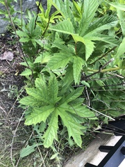 Filipendula rubra