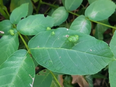 Aceria erinea
