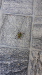 Pachytrachis gracilis