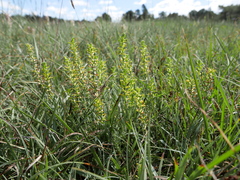 Thymelaea pubescens