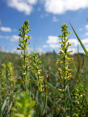 Thymelaea pubescens