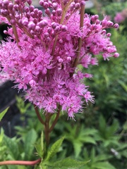 Filipendula rubra