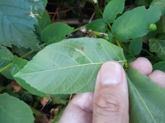 Aceria erinea