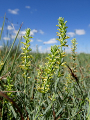 Thymelaea pubescens