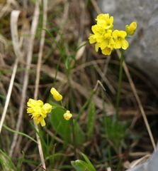 Draba aizoides