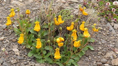 Calceolaria uniflora × polyrhiza