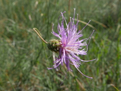 Klasea nudicaulis