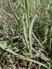 Klasea nudicaulis
