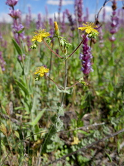 Hypericum tomentosum