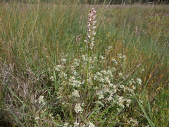 Teucrium polium