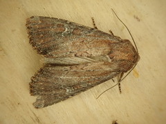 Apamea scoparia