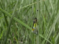 Libelloides baeticus
