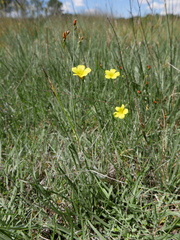 Linum maritimum