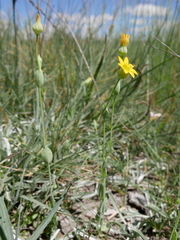 Blackstonia imperfoliata
