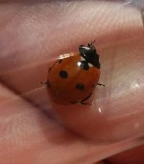 Coccinella septempunctata
