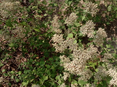 Salpianthus arenarius