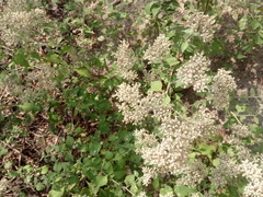 Salpianthus arenarius