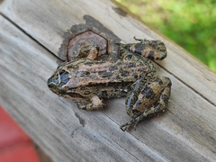 Leptodactylus melanonotus