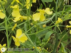 Brassica rapa