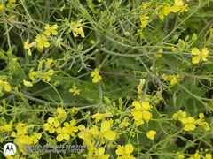 Brassica rapa