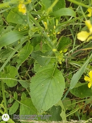 Brassica rapa