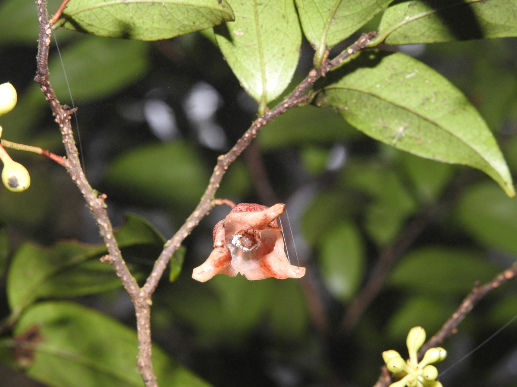 Miliusa tirunelvelica