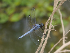 Libellula cyanea