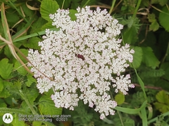 Daucus carota