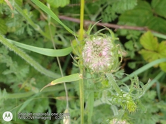 Daucus carota