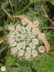 Daucus carota