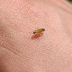 Phylus melanocephalus