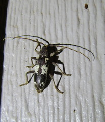 Enaphalodes taeniatus
