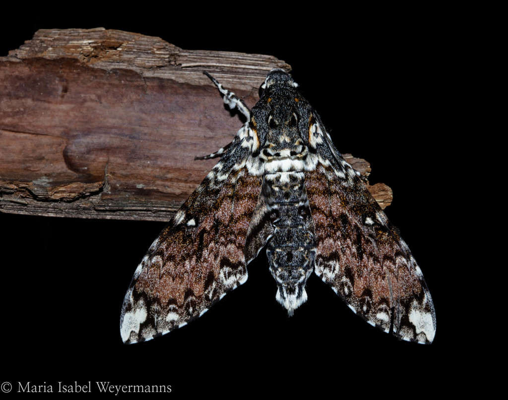 Manduca dalica