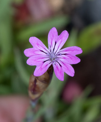 Kohlrauschia