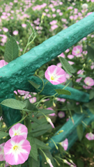 Convolvulus arvensis