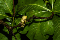 Rhacophorus malabaricus