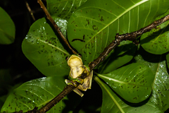 Rhacophorus malabaricus