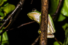 Rhacophorus malabaricus