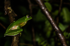 Rhacophorus malabaricus