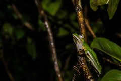 Rhacophorus malabaricus