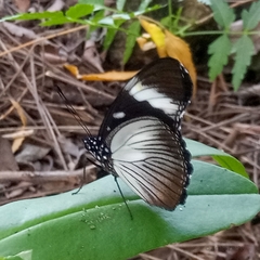 Hypolimnas anthedon anthedon