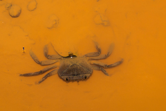 Barytelphusa cunicularis