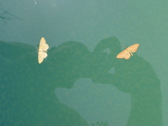 Idaea rufaria